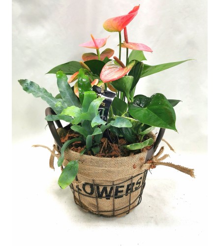 Burlap and Anthurium