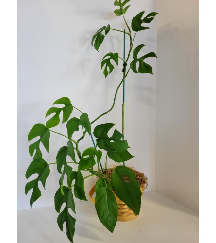 Monstera Plant in basket