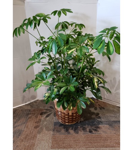 Schefflera