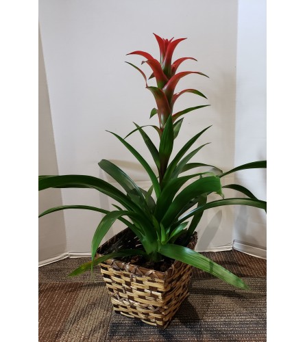 Bromeliad, Tropical Plant