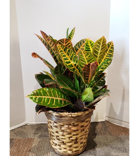 Croton, 8" pot