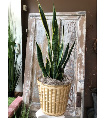 Large Snake Plant. An arrangement by Appleblossoms.