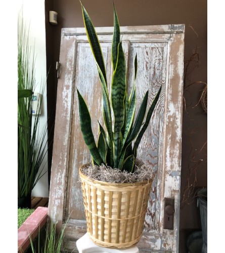 Large Snake Plant