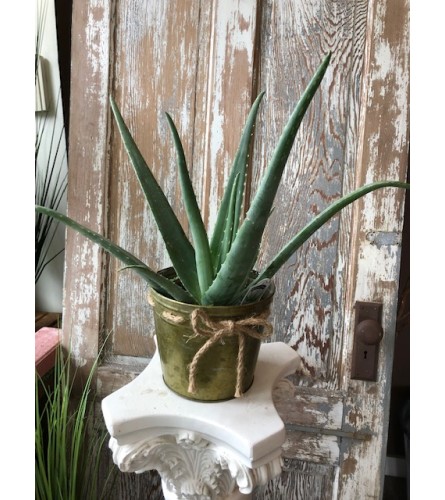 Aloe Plant in Pot. An arrangement by Appleblossoms Flowers Gifts and More.