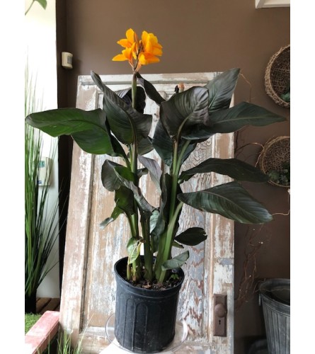 Large Blooming Canna Lily