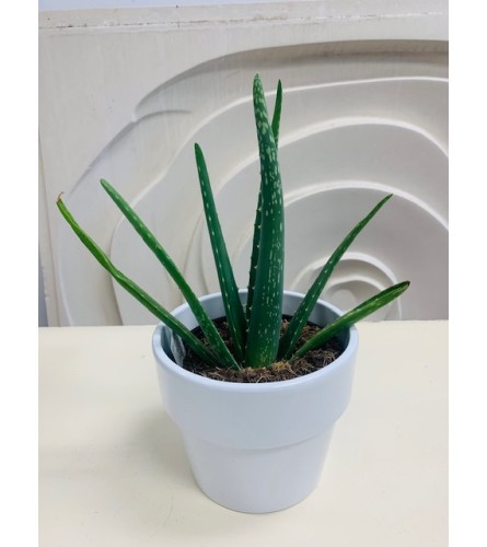 6" Aloe Vera Plant in Pot