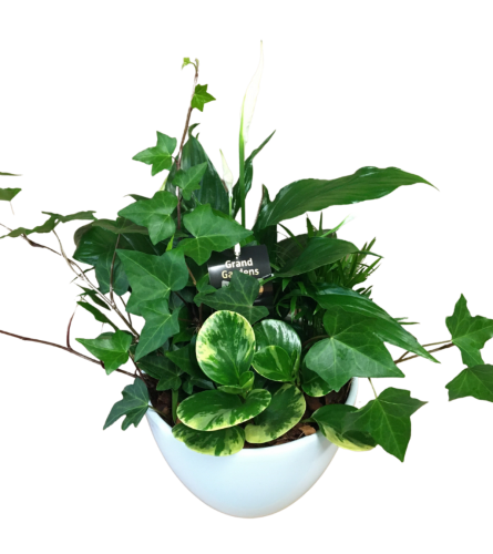 indoor peace lily planter