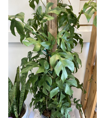 10” split leaf philodendron. An arrangement by Flower Trends Florists.