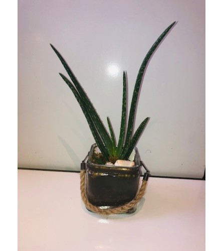 Aloe Plant Delight