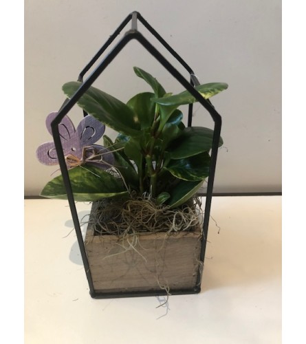Plant house