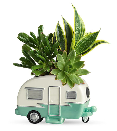 TELEFLORA'S COOL CAMPER SUCCULENT GARDEN