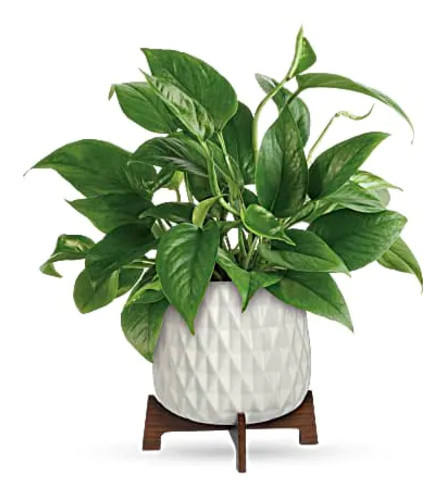 TELEFLORA'S LUSH LEAVES POTHOS PLANT