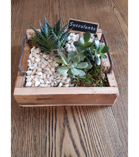 Rustic Wooden Succulent Tray