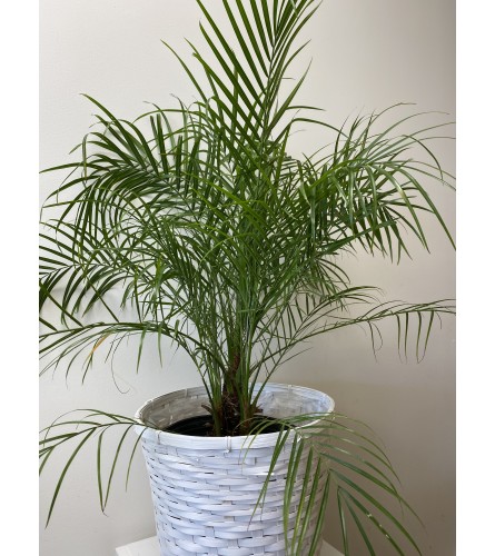 Indoor Roebelenii Palm tree 10”