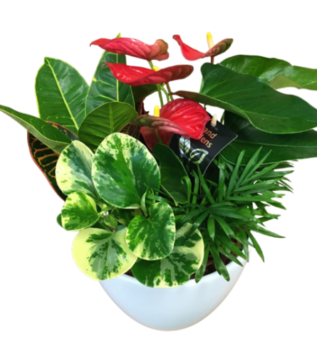 Anthurium Planter with Mixed Tropicals