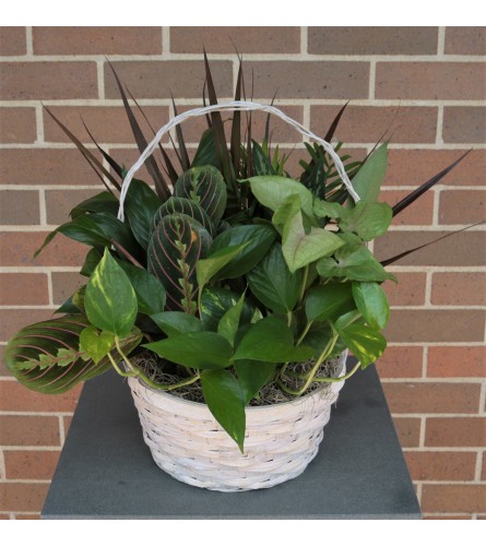 Woodchip Basket Dish Garden - Standard. An arrangement by Flower Stop.