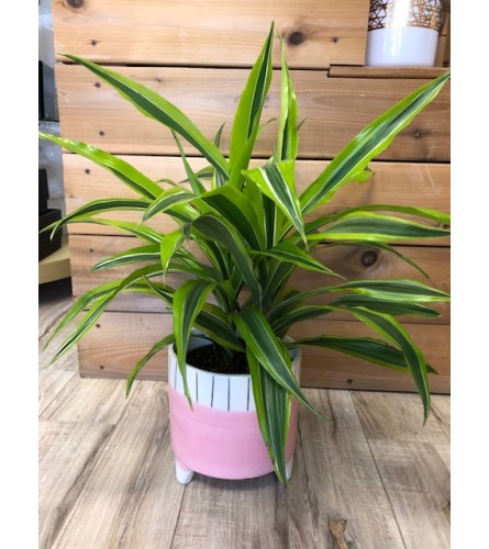 Tropical plant in footed vase