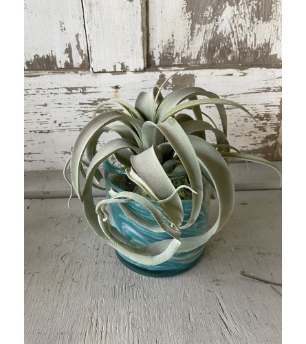 Wave Pool Silk Succulent Vase Arrangement. An arrangement by Metcalfe Florist and Pleasant View Greenhouses.