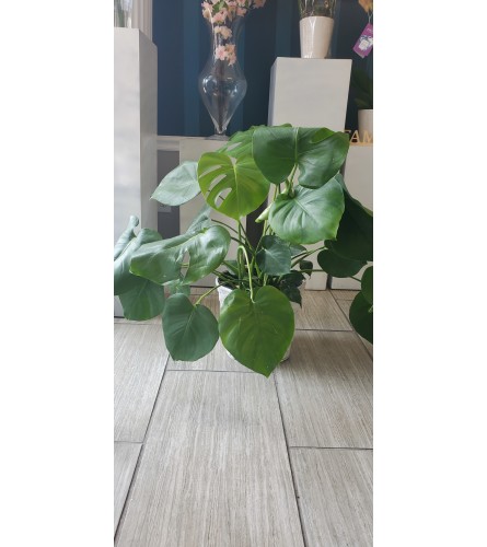 Low Monstera Plant