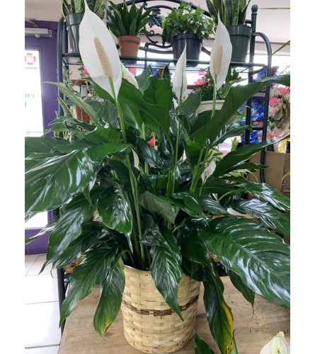 Peace Lily - Spathiphyllum