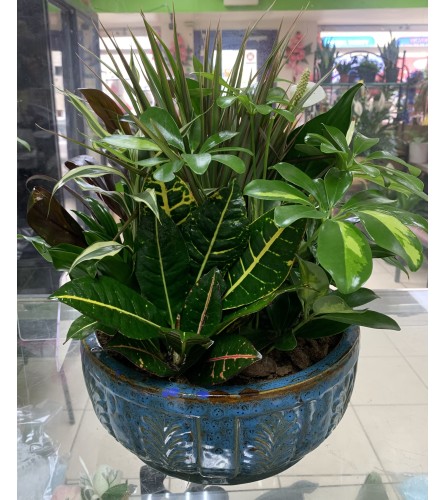 Dish Plants with Ceramic Pot. An arrangement by Rosebud Studio Florist.