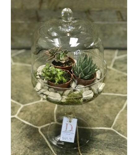 Donato's Succulent Terrarium