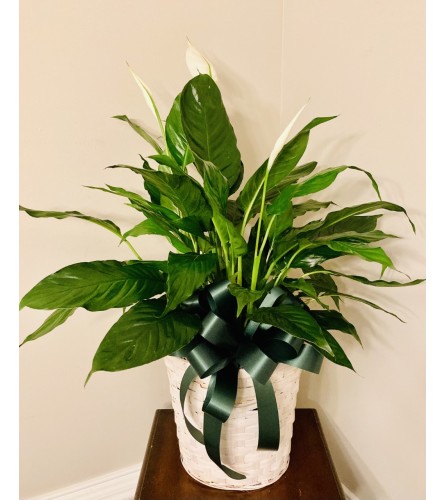 Peace Lily For You