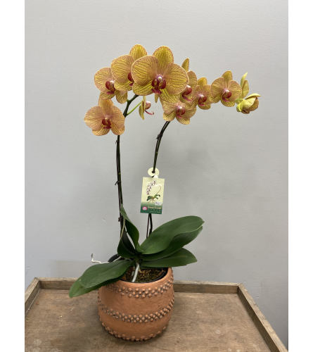 Coral Charm Orchid Planter