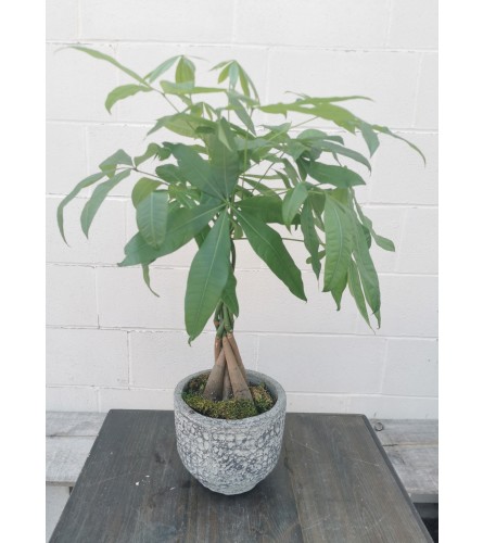 Fortunate Money Tree. An arrangement by The Garden Gate Gifts and Florals.