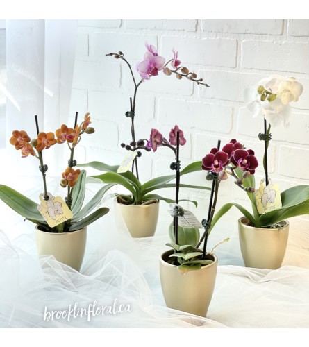 Potted Mini Orchid (1)