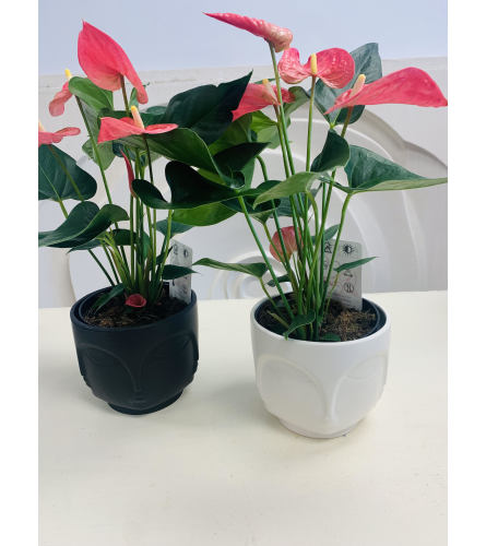 Modern Anthurium Plant in Face Pot