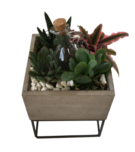 Succulents in a raised box