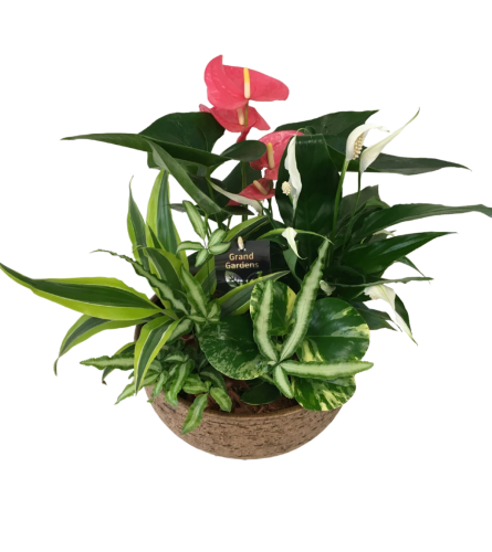 Mixed Anthurium Tuscan Planter XL