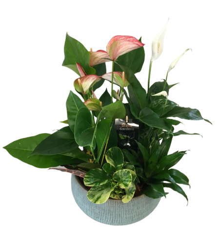 Mixed Anthurium Ryan Planter XL