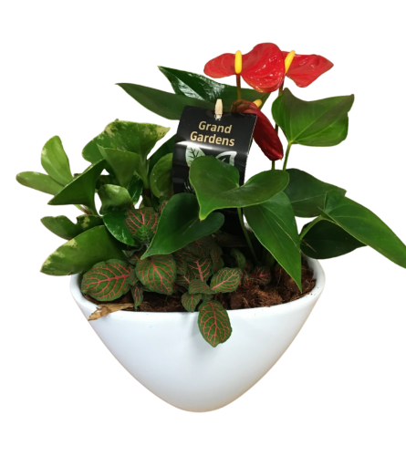 Anthurium Planter Garden