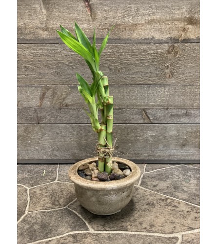 Bamboo Plant