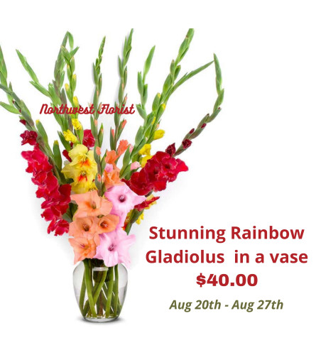 STUNNING RAINBOW GLADIOLUS SPECIAL