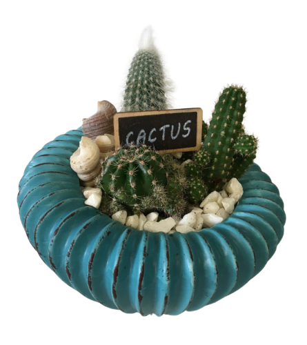 Topsy Turvy Cactus