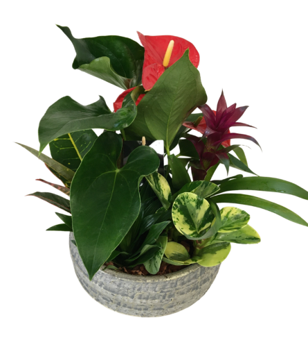 Jake Anthurium Planter