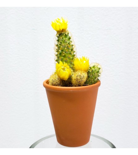 3" Blooming Cactus-Yellow