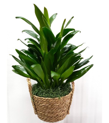 6" Dracaena in Decorative Basket