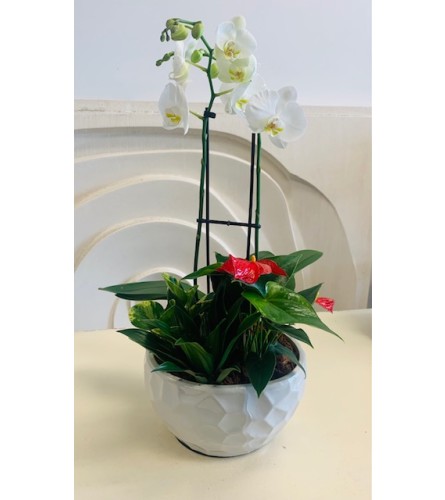 XL Modern Orchid Planter