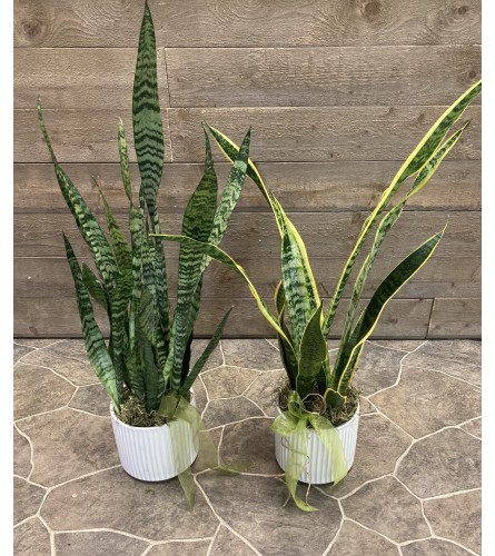 Donato's Sansevieria Plant