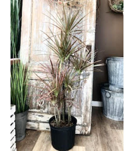 Draceana Tree (10 Pot). An arrangement by Appleblossoms.