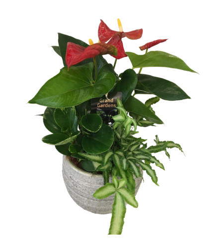 Medium Anthurium Jake Planter