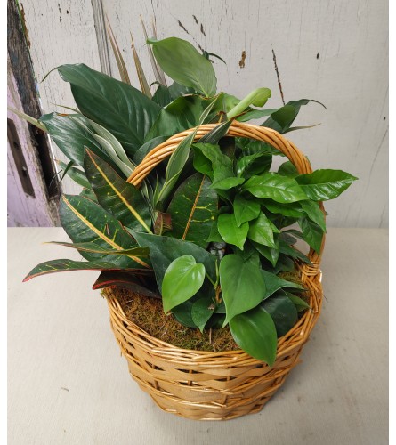 10" Dishgarden In Basket