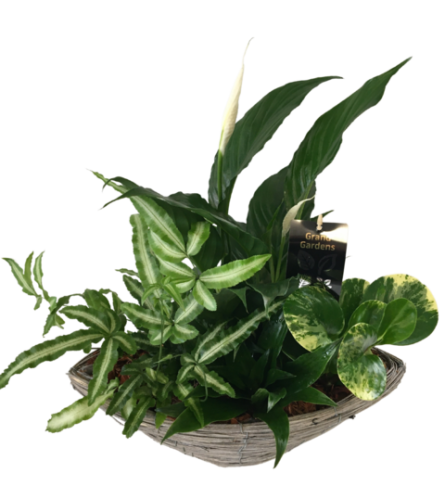 Wicker Peace Lily Basket. An arrangement by The Garden Gate Gifts and Florals.