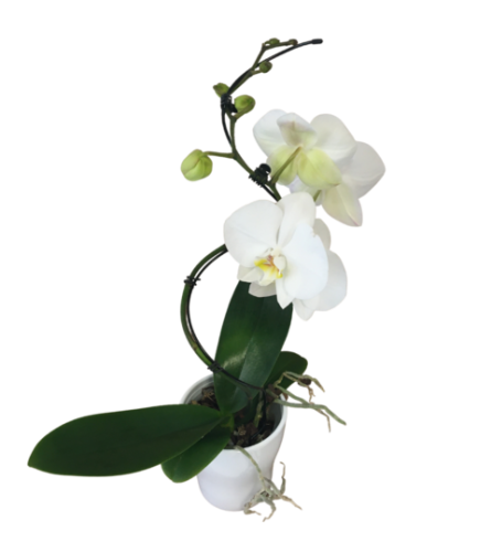 5inch Hurricane Orchid. An arrangement by The Garden Gate Gifts and Florals.