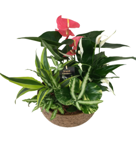 XL Mixed Anthurium Tuscan Planter. An arrangement by Owen Sound Flowers.