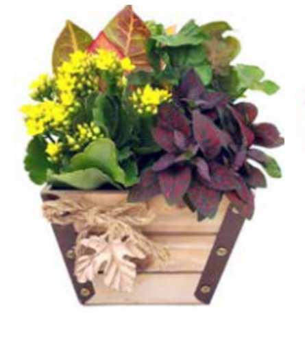 Maple Leaf Wooden Planter